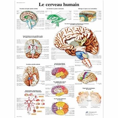 Image of 3B Scientific anatomical board