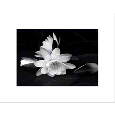 Image of Wee Blue Coo White Flower Bloom Black Background Picture Wall Art Print