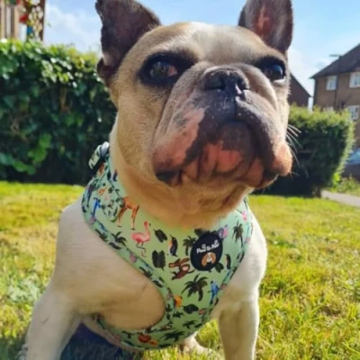 Image of Zoo dog Harness/Adjustable harness harness/dog car for no pulling XXS Medium (Medium)