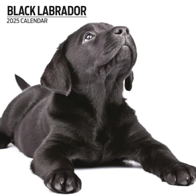 Image of Labrador Black 2025 Modern Calendar