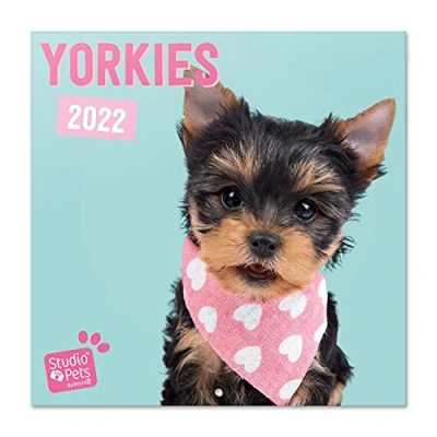 Image of Grupo Erik: Official Studio Pets Yorkshire Terrier 2022 Wall Calendar, 12&#039; x Square Calendar 2022, Family Dogs Kids