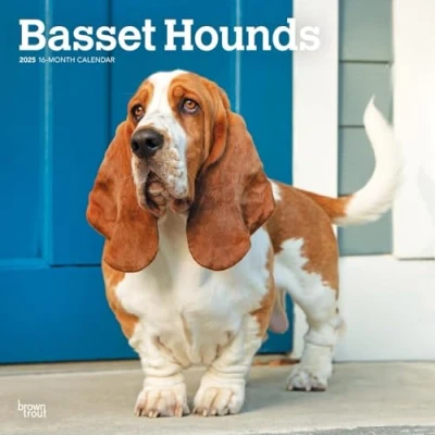 Image of Basset Hounds 2025 12 X 24 Inch Monthly Square Wall Calendar Plastic Free