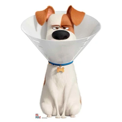 Image of SC1383 Max the Dog wearing a Cone Collar Lifesize Cardboard Cutout/Standee/Standup Height 92cm Width 67cm Perfect for fans, collectors and events