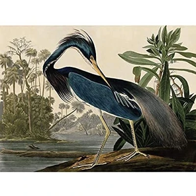 Image of Artery8 Audubon Birds Louisiana Heron Painting Art Print Canvas Premium Wall Decor Poster Mural