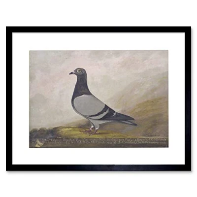 Image of Wee Blue Coo Painting Animal Pigeon Dove Bird Art Wood Frame Picture Gift Framed Wall Print