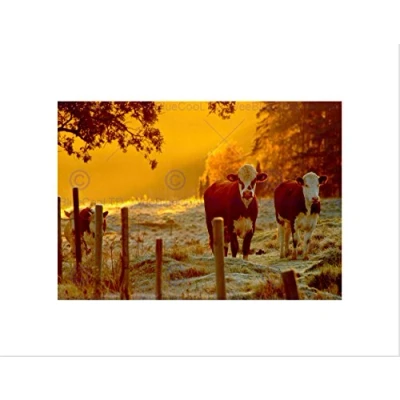 Image of Wee Blue Coo Cows Sunrise Misty Dew Art Wall Print