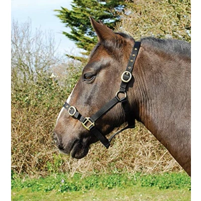 Image of Rhinegold Nylon Headcollar Shetland Black