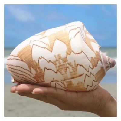 Image of PBDEIOEOE Large Natural Conch Seashells Shells, Huge Ocean 12 13 Cm Jumbo Perfect for Wedding, Home Decorations,Shell Collectors(13cm)