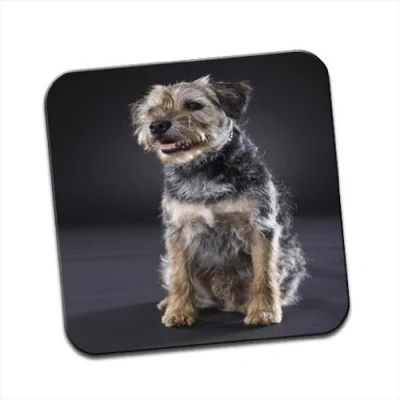 Image of Border Terrier Dog Sitting Single Coaster