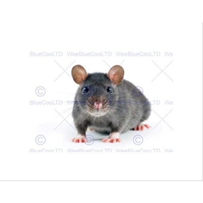 Image of Wee Blue Coo Grey Rat Portrait Mouse Art Wall Print