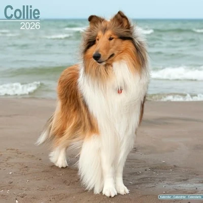 Image of Collie Calendar 2026