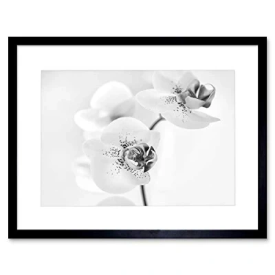 Image of Wee Blue Coo Photo Nature Plant Orchid Flower Black White Framed Wall Art Print