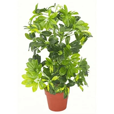 Image of 75cm Artificial Arboricola Gold Capella Plant
