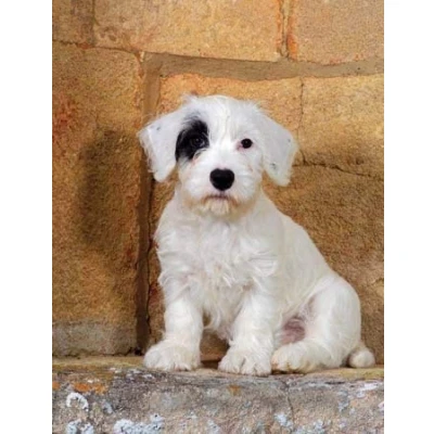 Image of Sealyham Terrier Puppy A5 Dog Greeting Card by Charles Sainsbury Plaice CSP