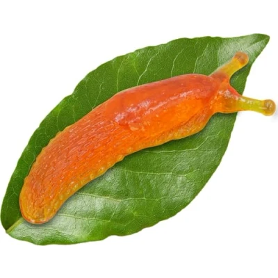 Image of Super Sticky Orange Slug Practical Joke Funny Gag, Stick on Surfaces, Translucent