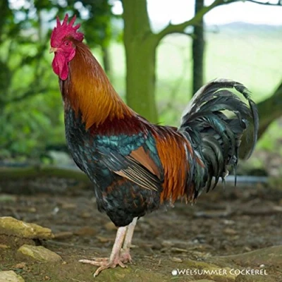Image of CSP Welsummer Cockerel Poultry Greeting Card with sound,Multi colour,15cm x 15cm 0.2cm