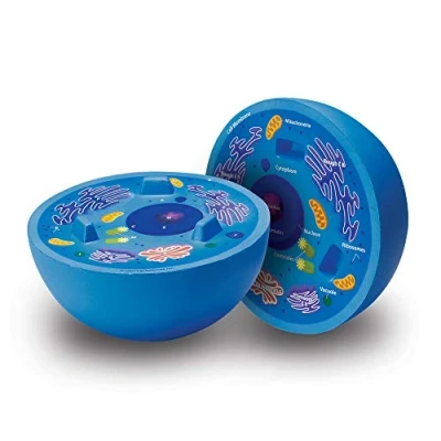 Image of Learning Resources Cross Section Animal Cell Model