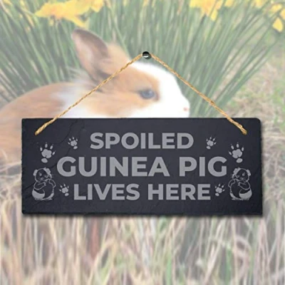 Image of Stukk Spoiled Guinea Live Here Laser Hanging Pig Cote Pigsties Sign, Natural Engraved Slate Stone Plaque, 30x12cm