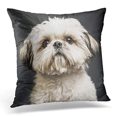 Image of Topyee Cushion Cover Puppy Shih Tzu in Studio Dark Animal Beautiful Canine 45x45cm/18x18 Inch Home Decor Throw Pillow Square Pillowcase for Bed Sofa