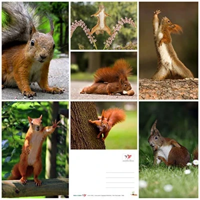 Image of squirrel (7 postcards): animal postcard set with 7 different fun motifs by Edition Colibri