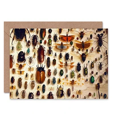 Image of Wee Blue Coo GREETINGS CARD BIRTHDAY GIFT NATURE PHOTO TAXIDERMY VARIED INSECT CABINET