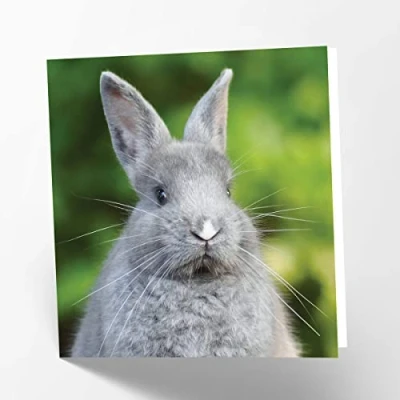Image of Maturi Grey Rabbit Photographic Blank Birthday Greetings Card, 15.5 x cm