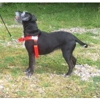 Image of Walk Your Dog With Love Sports Edition (8 16kg, ORANGE)