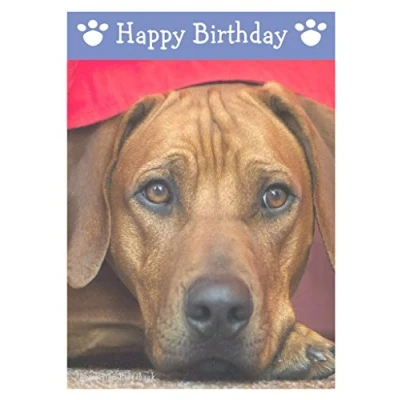 Image of Rhodesian Ridgeback, Dog Birthday Card