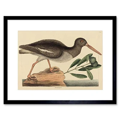Image of Wee Blue Coo Painting Nature Bird Catesby Oyster Catcher Framed Wall Art Print