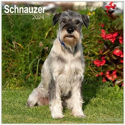 Image of Schnauzer (Euro) Calendar 2024 Square Dog Breed Wall 16 Month