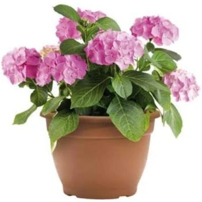 Image of Green Path Plant, Terracotta, 30cm 8.6 Litre Pot