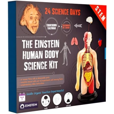 Image of Einstein Human Body science Kit Advent Calendar: 24 days of S.T.E.M experiments &amp; activities all about the body. Includes 12’ Model with 16 detachable organs and a printed guide