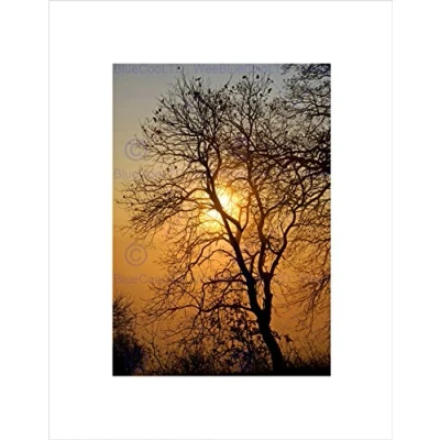 Image of Wee Blue Coo Sunrise Backlight Silhouette Tree Black Frame Framed Art Print Picture B12X9697