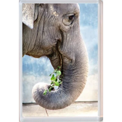 Image of Elephant Cute Jumbo Fridge Magnet