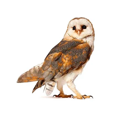 Image of Wee Blue Coo Barn Owl Alba Bird Prey Art Print Poster Wall Decor 12X16 Inch