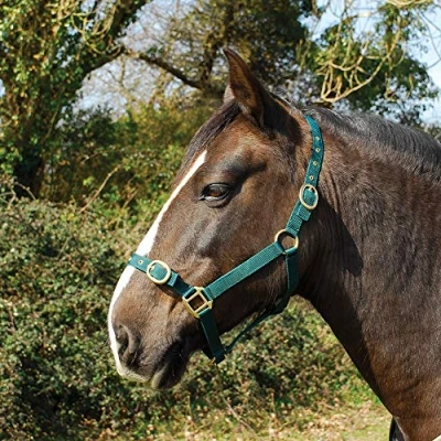 Image of Rhinegold Nylon Headcollar, Cob, Green