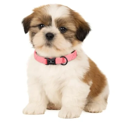 Image of Flamingo Dog Collar Dolly Pink XS 20 35 cm 10 mm with Click Buckle and Reflective Strips
