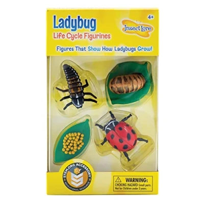 Image of Life Cycle Stages Ladybug