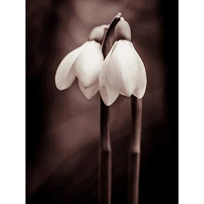 Image of Wee Blue Coo Two Snowdrops Flowers Large Wall Art Poster Print Thick Paper 18X24 Inch