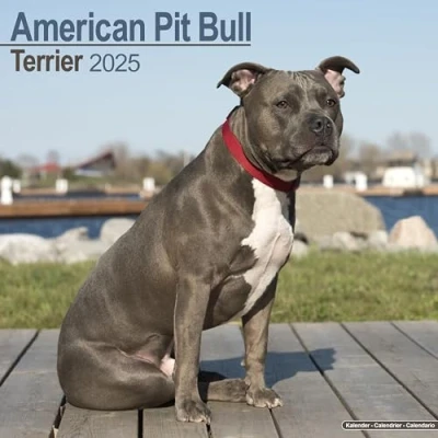Image of American Pit Bull Terriers 2025 12 x 24 Inch Monthly Square Wall Calendar Plastic Free BrownTrout Animals Dog Breeds