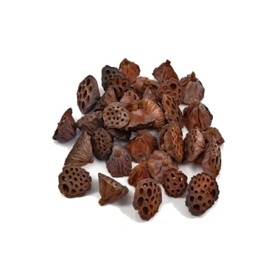 Image of FloristryWarehouse Pack of 40 Dried Natural Lotus Heads Medium Size 5 7cm Diameter