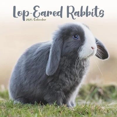 Image of Rabbits Lop Eared 2025 Square Wall Calendar Animal, Wildlife ENGLISH EDITION: Original Avonside Kalender [Mehrsprachig] [Kalender]