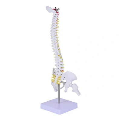 Image of Flexible Spine Model Anatomical with Spinal Skull Base Pelvis Vertebral Column for Medical Training Stand 45CM