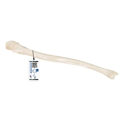 Image of 3B Scientific Ulna Model + free Anatomy App Smart