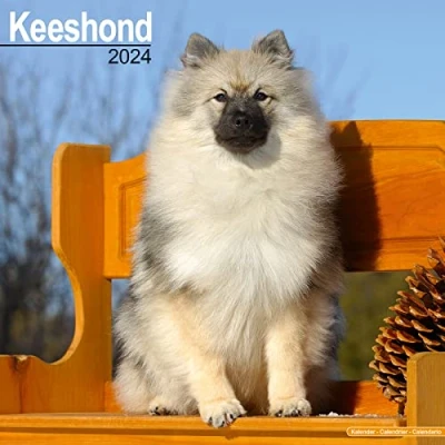 Image of Keeshond Calendar 2024 Square Dog Breed Wall 16 Month
