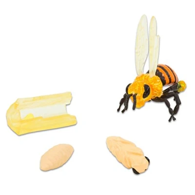 Image of BEE LIFE CYCLE STAGES