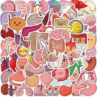Image of 50Pcs Organ Stickers Laptop Car Scrapbook Phone Skateboard Suitcase Luggage Bike Vinyl Waterproof Aesthetic Personalised for Teens Boys Girls Adults Children