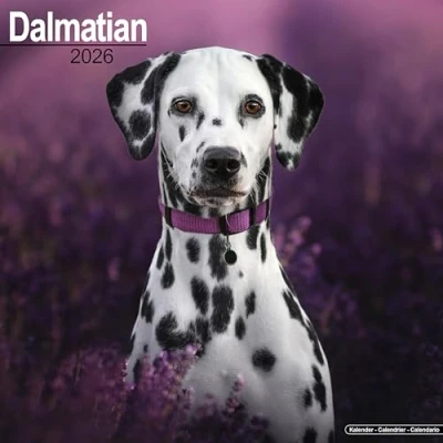 Image of Dalmatian Calendar 2026