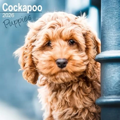 Image of Cockapoo Puppies 2026 Calendar Square Wall Dog Breed Gift Plastic Free Packaging by Avonside Publishing
