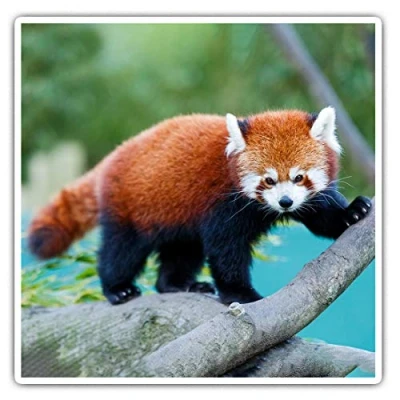 Image of 2 x 10cm Square Vinyl Stickers Wild Red Panda Nature Animal Bear Decals 46441